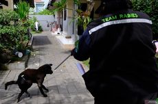 Gaduh soal Ide Eliminasi Anjing Liar di Bali, PDHI Luruskan soal Eutanasia