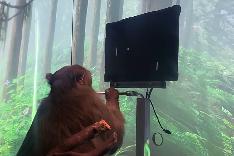 Pager, seekor monyet berumur sembilan tahun yang dapat memainkan game Pong dengan kekuatan pikiran