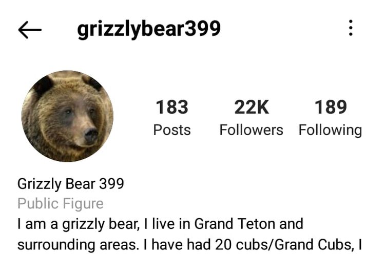 Akun Instagram beruang selebriti Grizzly 399. [SS/Instagram/@grizzlybear399} 