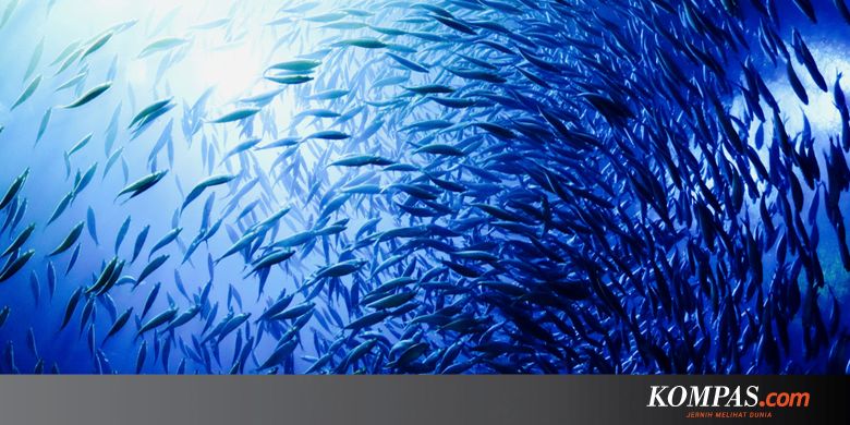 Serba-Serbi Hewan: Sama Seperti Mamalia, Ikan juga Merasakan Sakit - Kompas.com - Sains Kompas.com