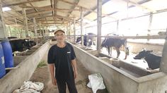 Kotoran Sapi Jadi Energi, Sungai Tak Lagi Tercemari