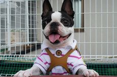 8 Fakta Menarik Anjing Boston Terrier yang Kerap Disebut Mirip Bulldog