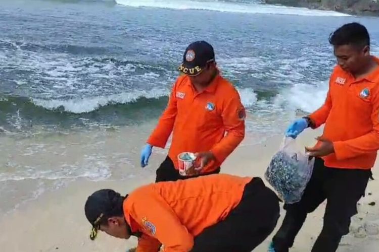 Petugas Satlinmas Rescue Istimewa Wilayah Operasi II Pantai Baron melakukan pembersihan ubur-ubur di Pantai selatan Gunungkidul. Minggu (3/9/2023)