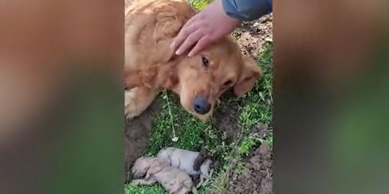 This Mother Dog “Cries” 2 Her Children Who Die at Birth, Dig Their Graves