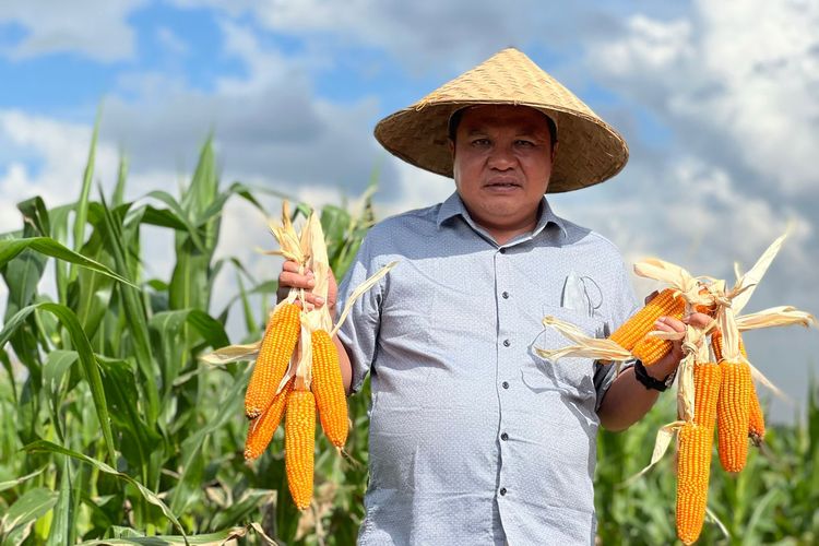 Lamhot Sinaga dukung food estate di Humbang Hasundutan