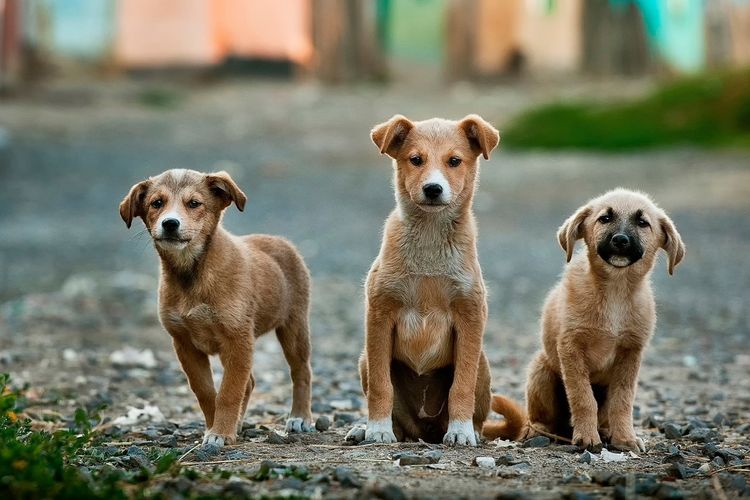 Pemerintah Belanda menerapkan pajak pembelian anjing hingga program vaksinasi dan kebiri untuk mengontrol populasi anjing jalanan.