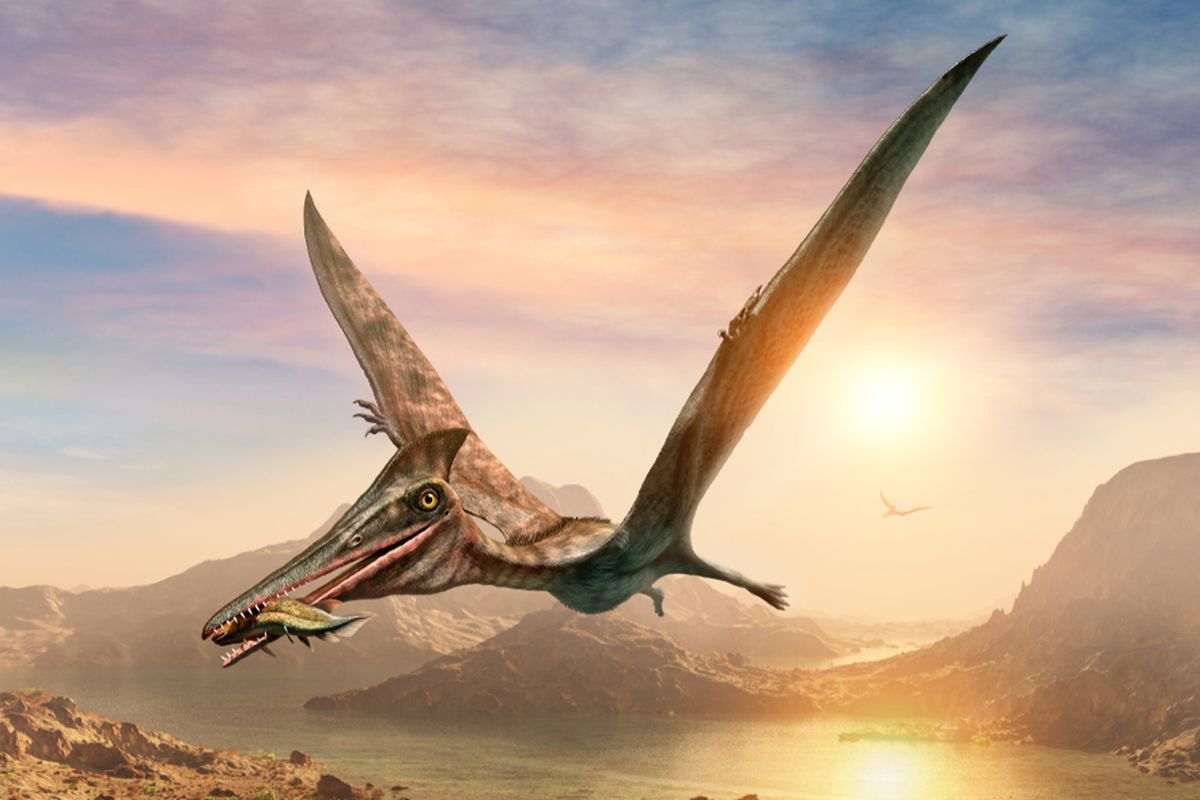 Ilustrasi pterosaurus. Fosil dinosaurus terbang, spesies pterosaurus baru ditemukan di Australia. Memiliki sayap selebar tujuh meter, disebut spesies reptil terbang paling menakutkan yang diklaim sebagai pterosaurus terbesar.