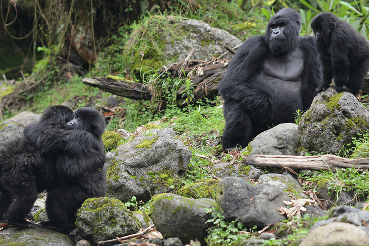 Kubaha, gorila jantan dewasa sedang mengawasi anak gorila yatim piatu yang ia rawat. 