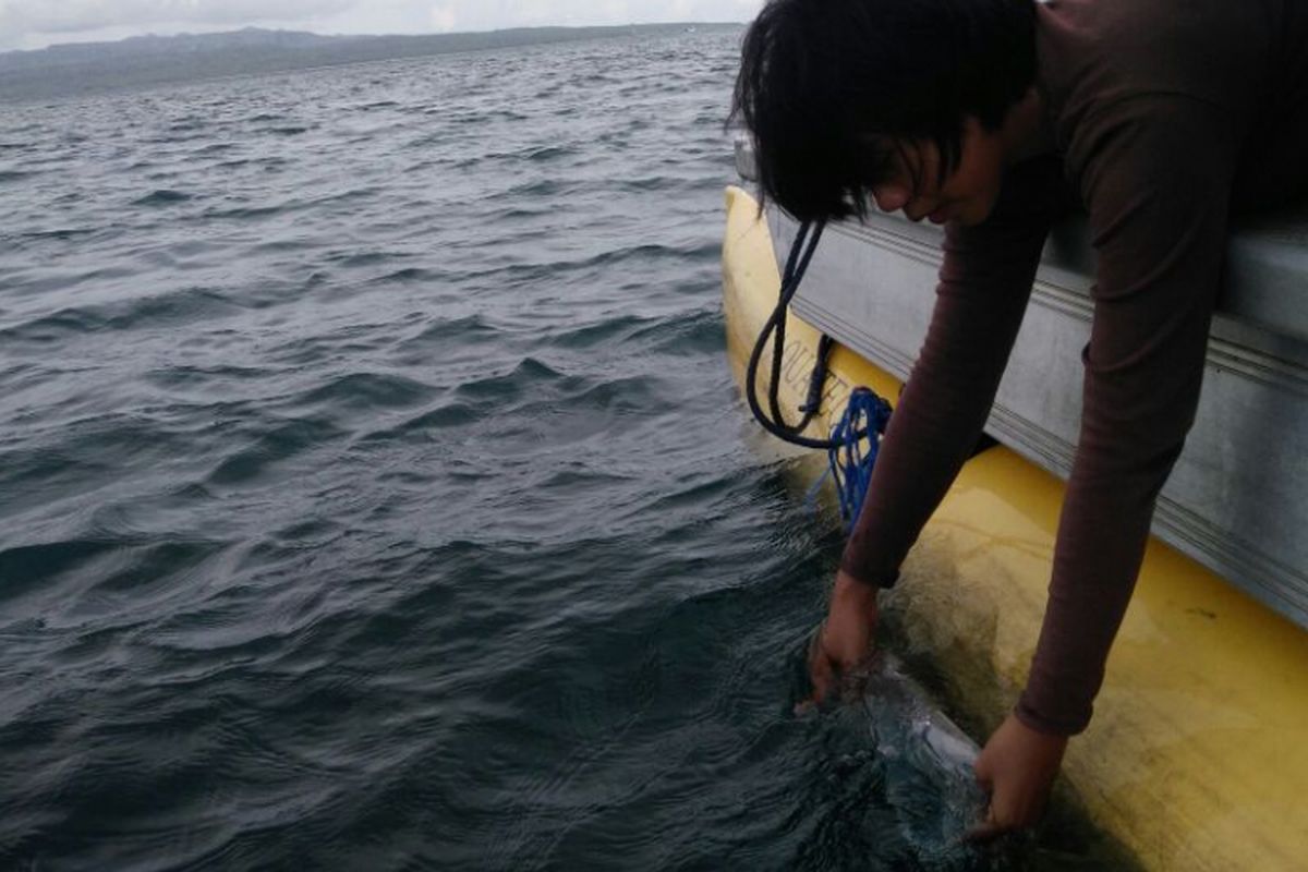 Enam ribu bibit lobstet dilepasliarkan di Bangsring Under Water Banyuwangi
