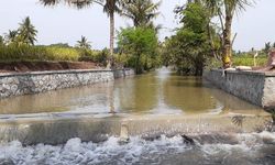 7 Langkah Kementan Antisipasi Gagal Panen Selama Musim Hujan