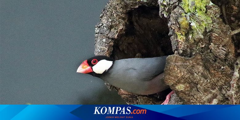 Burung Gelatik Jawa yang Terancam Punah Terlihat di Sejumlah Tempat di