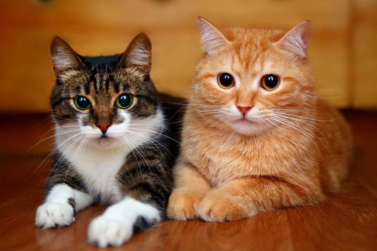 Kucing rumahan bisa hidup lebih lama dibanding kucing liar.