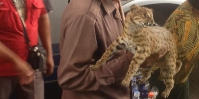 Seorang pedagang menawarkan kucing hutan yang diawetkan di Terminal Purabaya, Sidoarjo, Sabtu (8/3/2014).