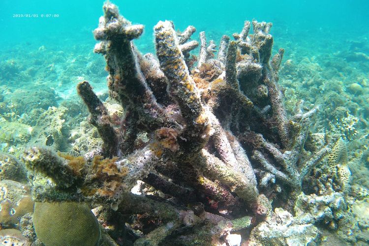 Keindahan habitat ikan terumbu karang yang terletak di Perairan Pantai Pasir Putih Kabupaten Situbondo Provinsi Jawa Timur tercemar bahan kimia kaporit.