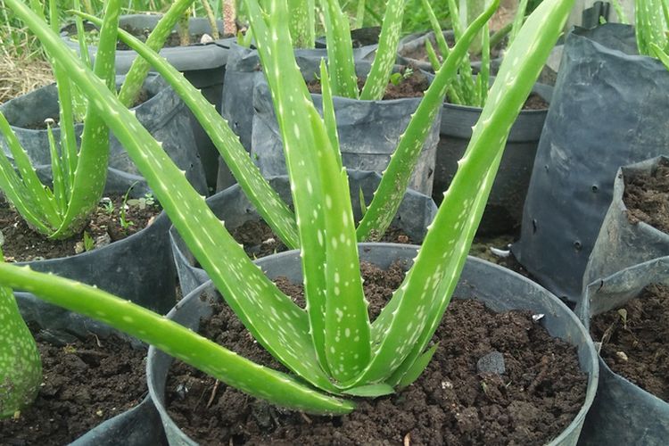 Foto Cara Memperbanyak Tanaman Lidah Buaya Dengan Stek Daun