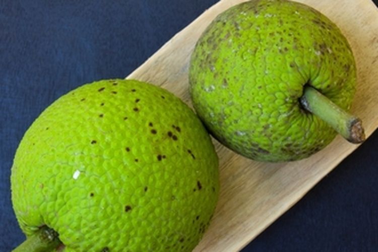 Ilustrasi buah sukun