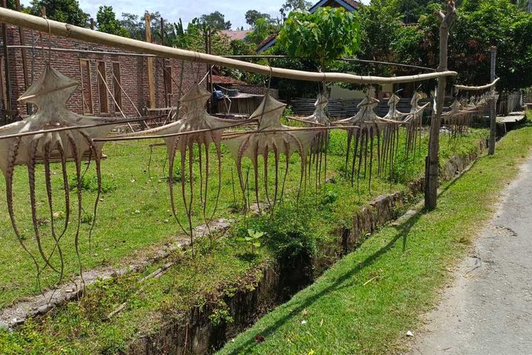 Gurita kering, Kabupaten Kaur, Bengkulu