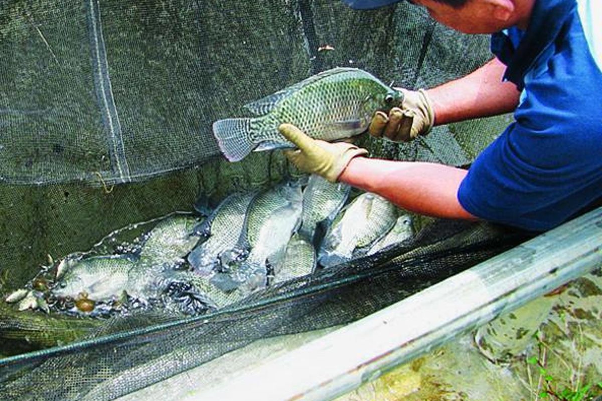 Petugas Balai Pengembangan Benih Ikan Ilustrasi