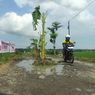 Pohon Pisang Simbol Protes Warga, Jalan Rusak Bertahun-tahun Tak Diperbaiki...