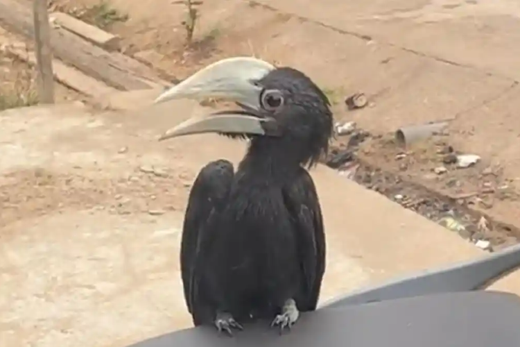 Viral Burung Langka Bertengger di Motor Warga Kotim, BKSDA Duga Bukan Satwa Liar