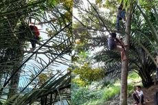 Viral, Foto Sejumlah Siswa Panjat Pohon Cari Sinyal untuk Belajar Daring di Simalungun 
