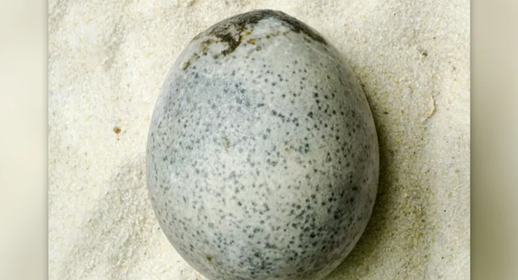 Terawetkan dengan Baik, Telur Ayam dari Zaman Romawi Ini Masih Utuh