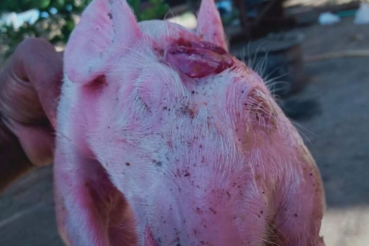 Foto : Babi milik warga Kelurahan Wailiti, Kecamatan Alok Barat, Kabupaten Sikka, NTT, dengan kondisi fisik babi yang baru lahir yakni berkepala dua, Kamis (13/8/2020).