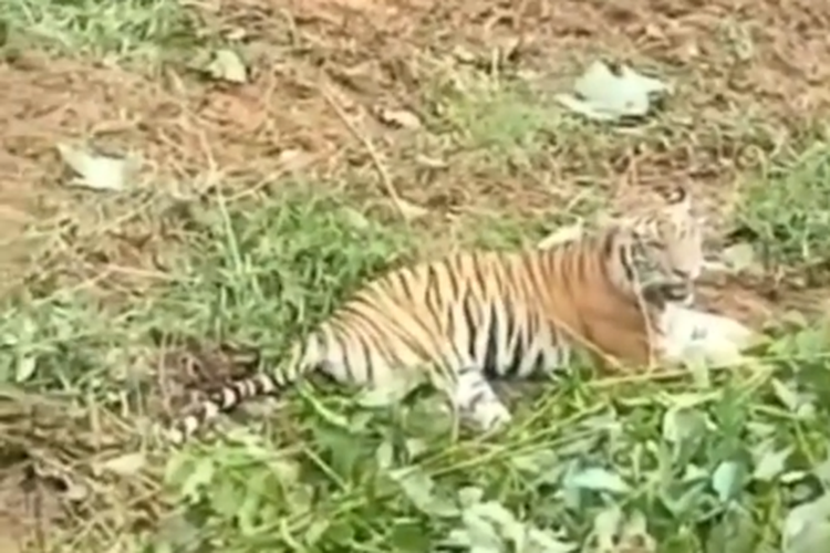 Tangkapan layar penampakan seekor Harimau di Situak Ujung Gading, Kecamatan Lembah Melintang, Kabupaten Pasaman Barat pada Senin, (17/01/2022).