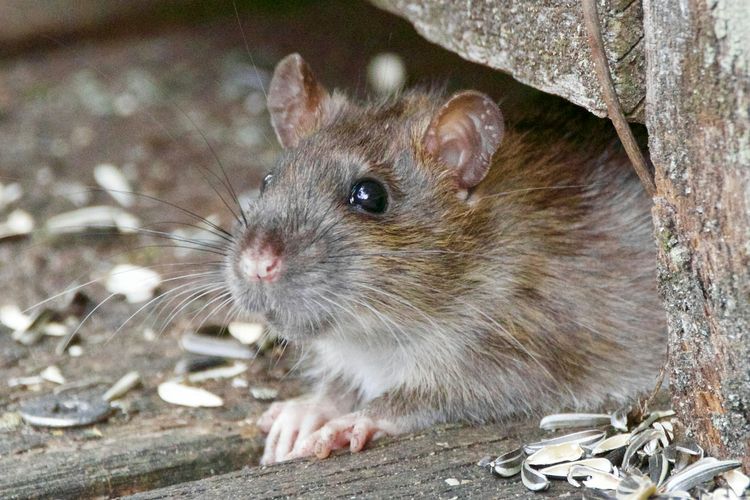 AI Punya Misi Tak Biasa, Dipakai Memburu Tikus yang Berkeliaran