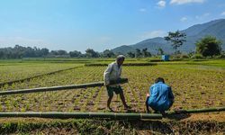 Kementan Aktif Lawan Upaya Alih Fungsi Lahan Pertanian