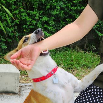 Ilustrasi anjing mengigit tangan manusia. Gigitan anjing bisa menyebabkan rabies pada manusia bila anjing terinfeksi virus rabies.