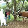 Indonesia, International Partners Work Closely to Fight Against Foot and Mouth Disease