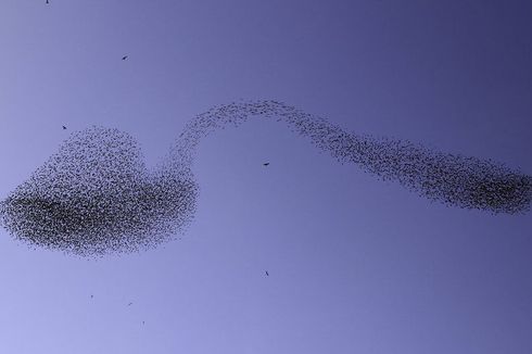 Foto Unik Kawanan Burung Jalak Membentuk Ilusi Sendok Bengkok di Udara