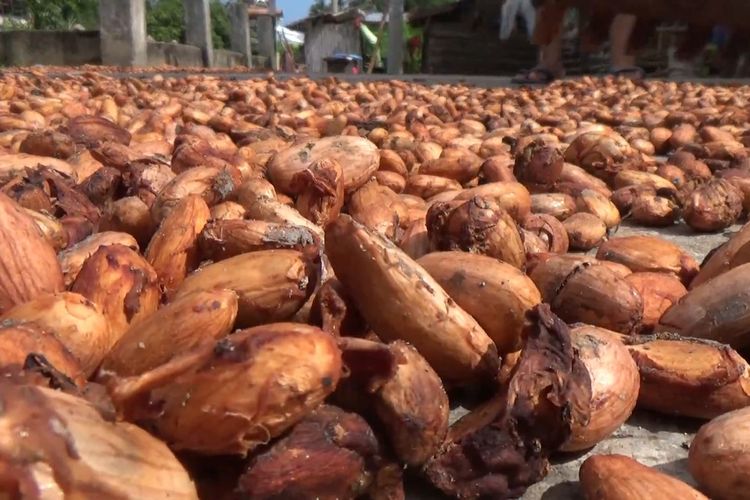 The price of cocoa soared up to Rp. 170k, farmers raised dozens of times *** local caption *** The price of cocoa soared up to Rp. 170k, farmers raised a dozen times.