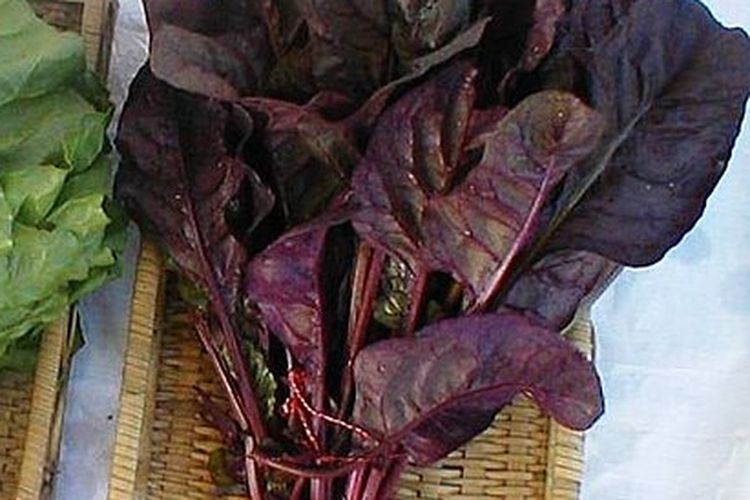 Ilustrasi bayam merah