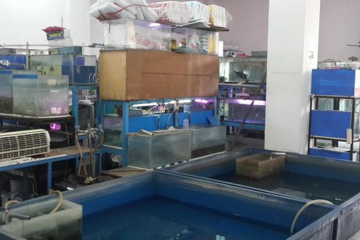 Salah satu lapak pedagang ikan hias di Pusat Promosi Ikan Hias di Johar Baru, Jakarta Pusat.