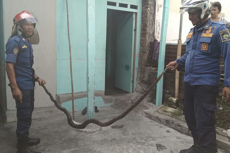 Suasana saat petugas Damkarmat Lampung Selatan telah berhasil mengevakuasi ular sanca dari plafon rumah makan milik warga. 