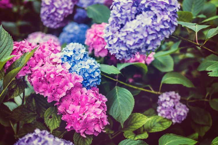 Ilustrasi bunga hortensia atau hydrangea.