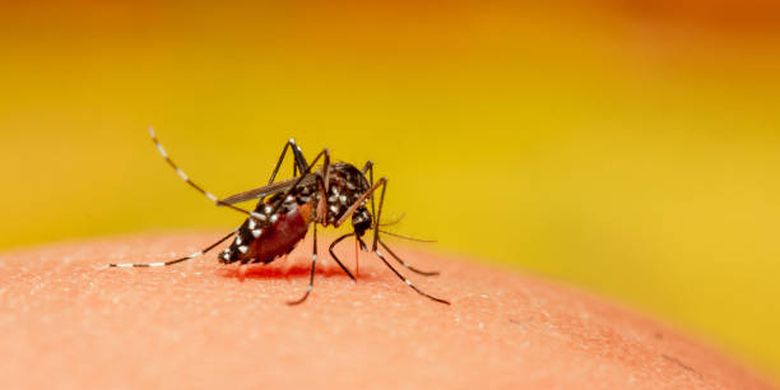 Ilustrasi mengapa gigitan nyamuk menyebabkan bengkak dan gatal?