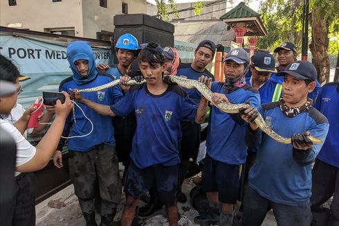Cerita Anggota Pasukan Biru Pancing Ular Sanca ke Luar dari Gorong-gorong