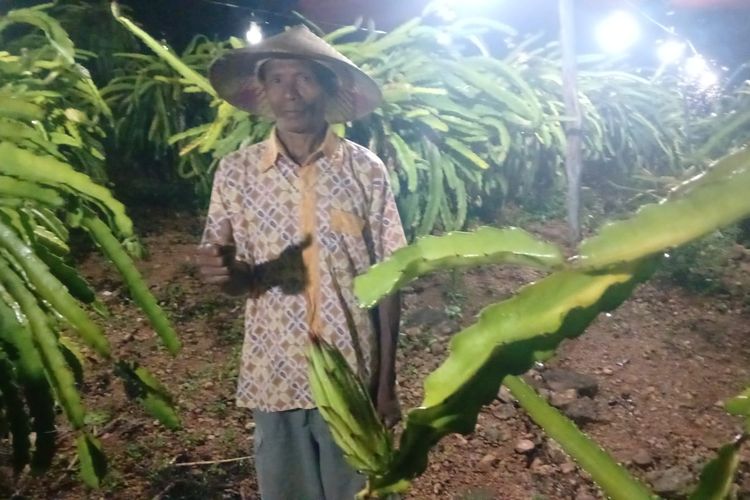 Ignasius Neno Naisau di tengah kebun naga