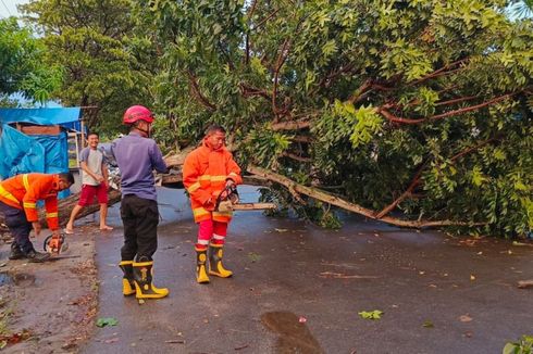 Pohon Tumbang Tutupi Jalan di Lampung Selatan, Damkarmat Turun Tangan