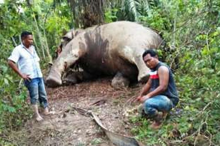 Masyarakat melihat gajah mati di kawasan perkebunan PT Dwi Kencana Semesta Afdeling VI di Desa Jamboe Reuhat, Kecamatan Banda Alam, Aceh Timur, Sabtu (14/1/2017)