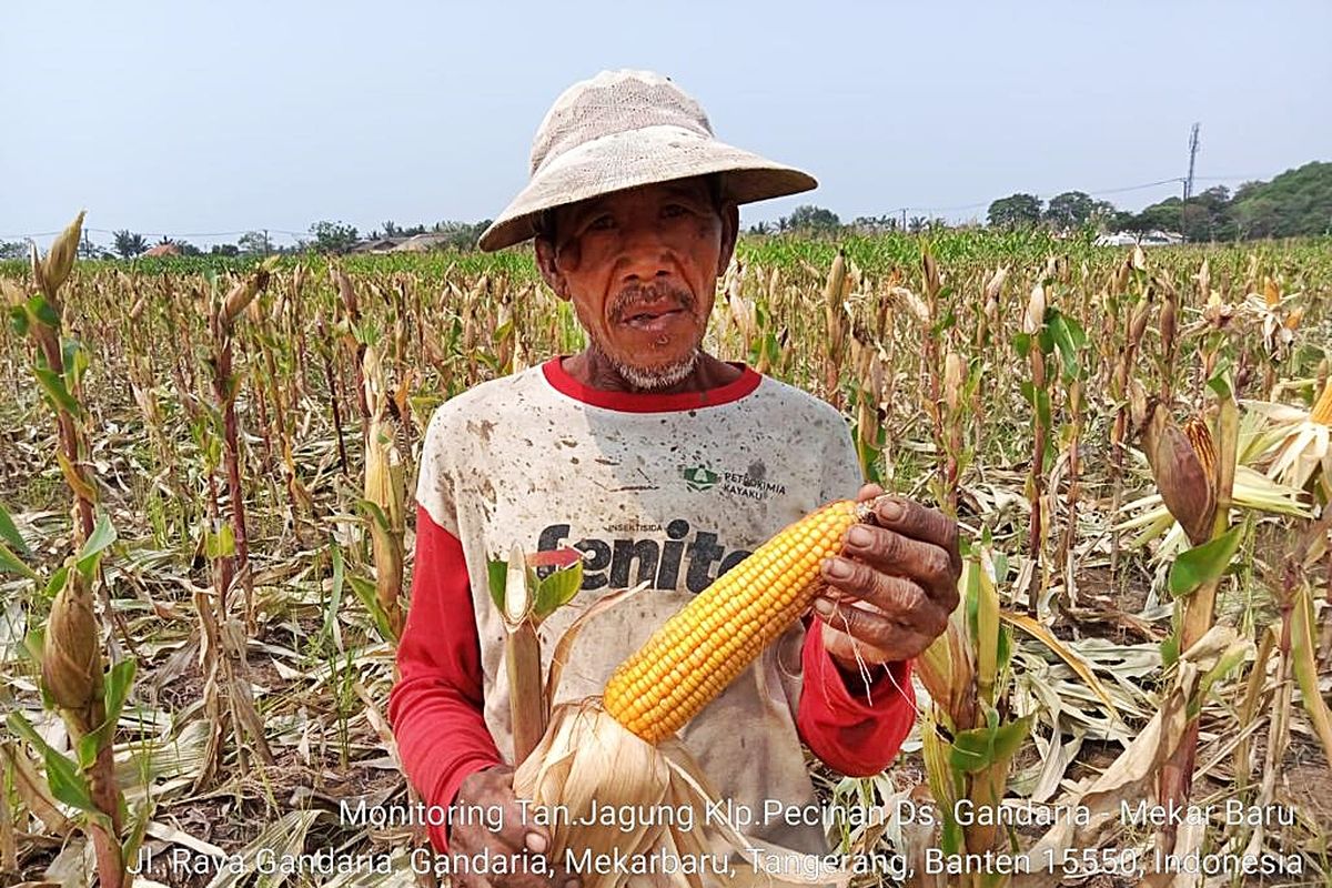 Panen jagung di Banten