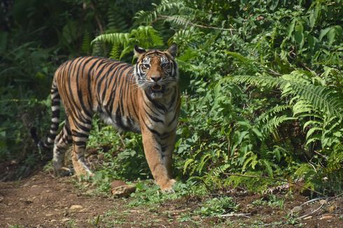 KLHK Resmikan Pusat Rehabilitasi Harimau Sumatera di Dharmasraya
