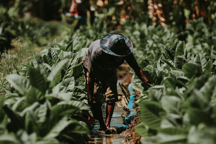 Ilustrasi petani tembakau. 
