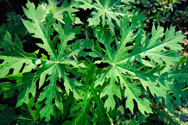 Ilustrasi daun pepaya berwarna hijau.