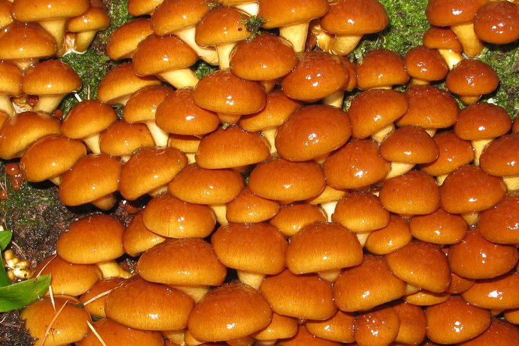 Ilustrasi jamur nameko.