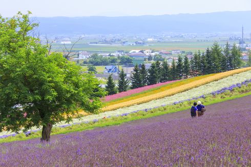 6 Tempat Lihat Bunga Mekar di Hokkaido, Tidak Hanya Saat Musim Semi