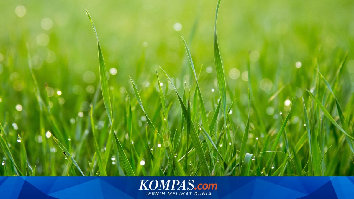 Akar Rumput